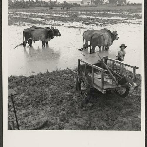 Oxen plowing the fields in Thu Duc area near Saigon