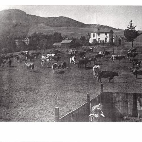 [Haight Ashbury district - cows grazing on a hill]