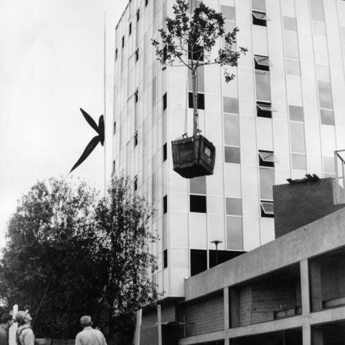 [Tree being lifted to the two-acre patio atop the Jack Tar Hotel]