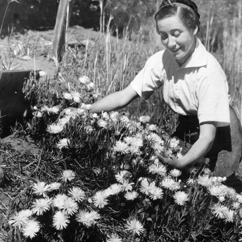 [Mrs.Sydney Stein, Golden Gate Park landscape gardener, with ice plant]