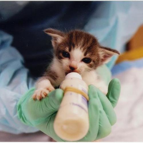 Kitten being bottle fed