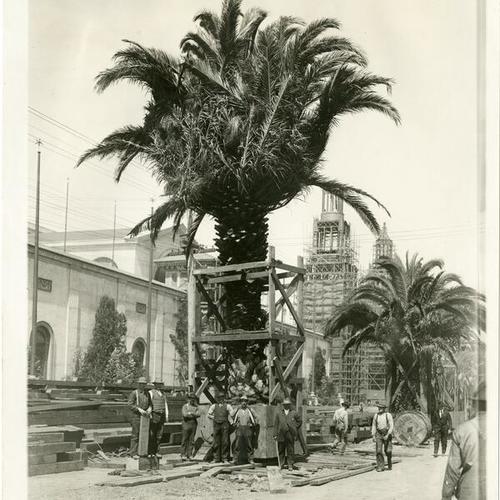 [Transporting palms in boxes on Avenue of Palms, Panama-Pacific International Exposition]