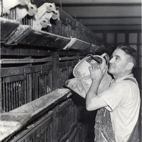 [Giuseppi Setretti feeding chickens at the California Poultry Company during strike]