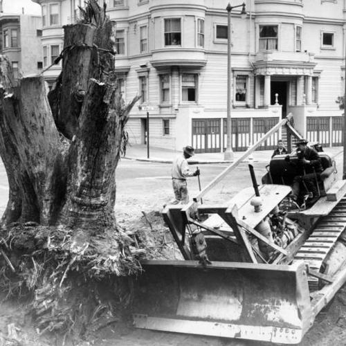 [Removing trees on Panhandle]