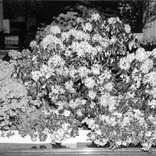 [Display of rhododendrons and azaleas at Macy's Easter Flower Show]