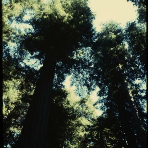 View looking up at redwood trees