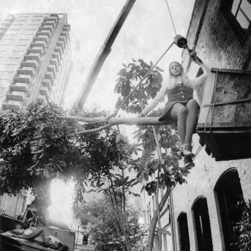 [Pam Casey sitting on a tree as it is lifted sideways into MacArthur Park restaurant]