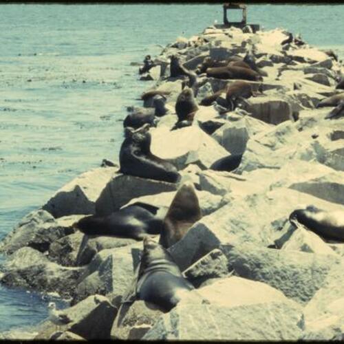 Sea lions resting on rocks at Monterey Bay