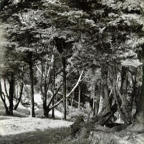 [Trail through a wooded area of Mount Davidson]