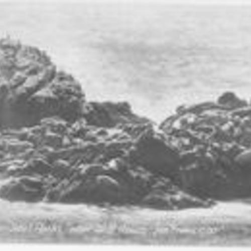 [Seal Herd on "Seal Rocks" near Cliff House, San Francisco.]