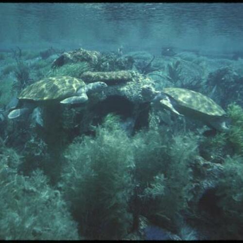 View underwater of turtles from Submarine Voyage attraction