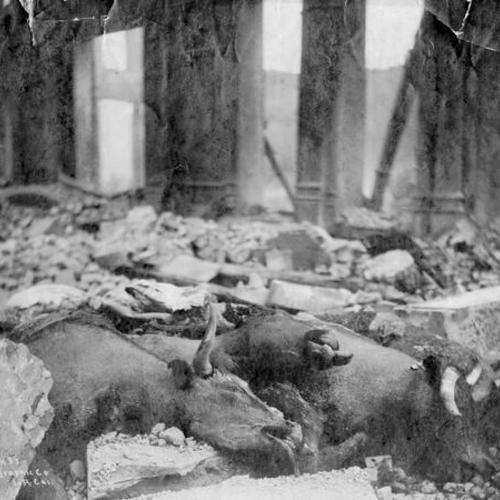 [Dead animals in the street after the 1906 earthquake]