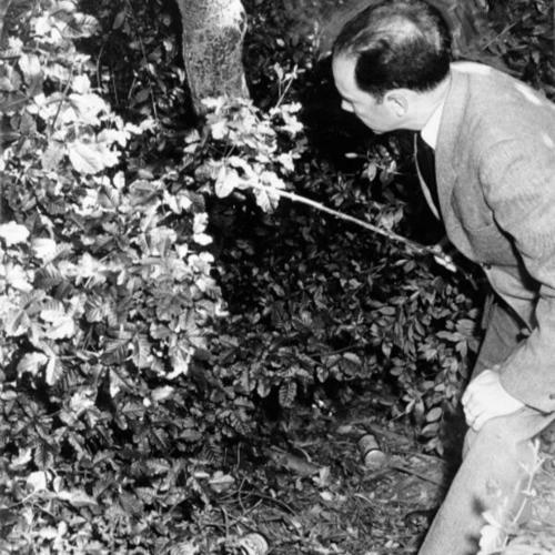 [Julius Girod inspects for poison oak in Golden Gate Park]