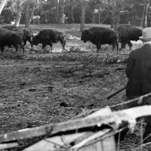 [Warren Phillips, Golden Gate Park game warden, helping to herd buffalo back into their paddock after they escaped]