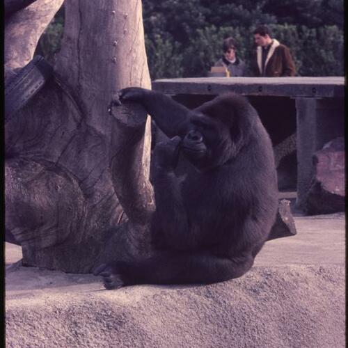 Gorilla exhibit at San Francisco Zoo