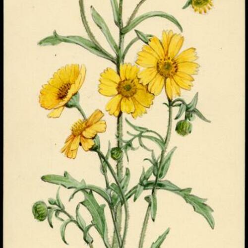 [Yellow daisy. 44]