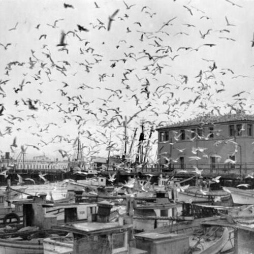 [Flock of seagulls at Fisherman's Wharf]