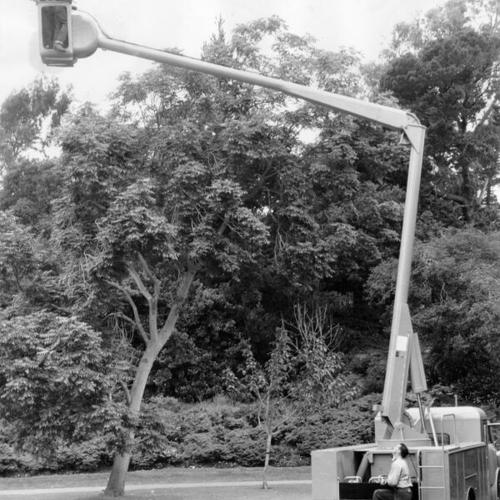 [Tree trimmers in Golden Gate Park on a hydraulic lift]