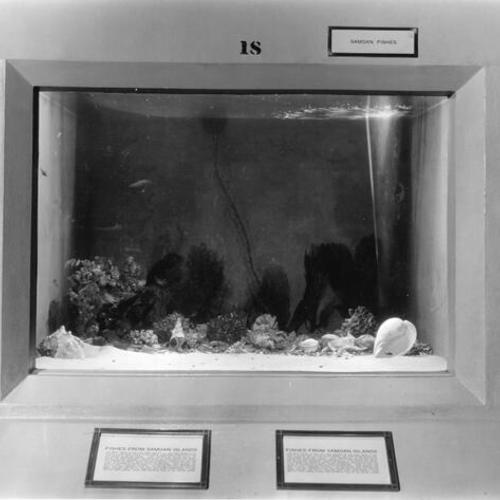 [Samoan fish tank inside the Steinhart Aquarium in Golden Gate Park]