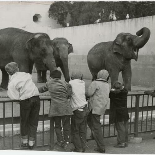 Children at the elephant exhibit during feeding time