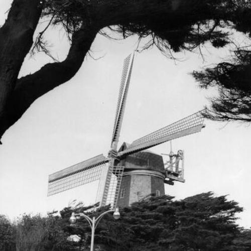 [Murphy Windmill in Golden Gate Park]