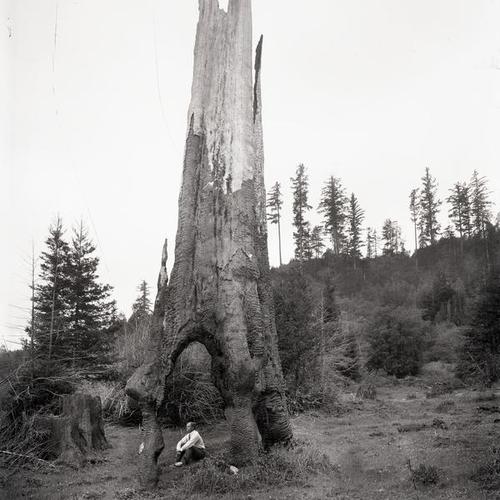 Person sitting near hollow tree