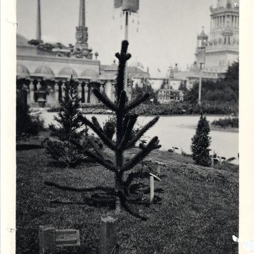 [Monkey Puzzle tree at Panama-Pacific International Exposition, 1915]