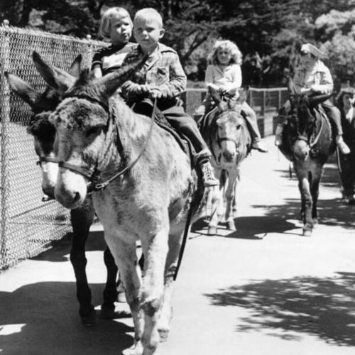 [Children riding donkeys at Children's Playground in Golden Gate Park]