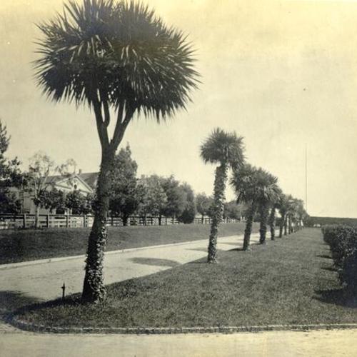 [Palm Avenue in Jefferson Square, San Francisco, 1881]