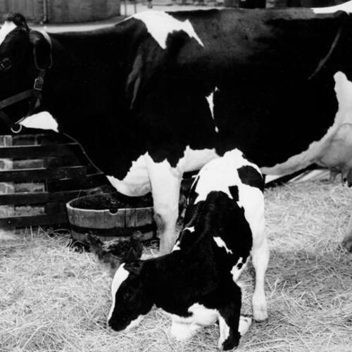 [Margo, the cow, and her newborn, Margernie, in the cattle corral at Children's Playground in Golden Gate Park]