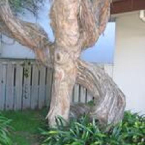 Merced Branch courtyard tree low closeup
