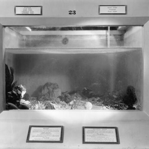 [Fish tank inside the Steinhart Aquarium in Golden Gate Park]