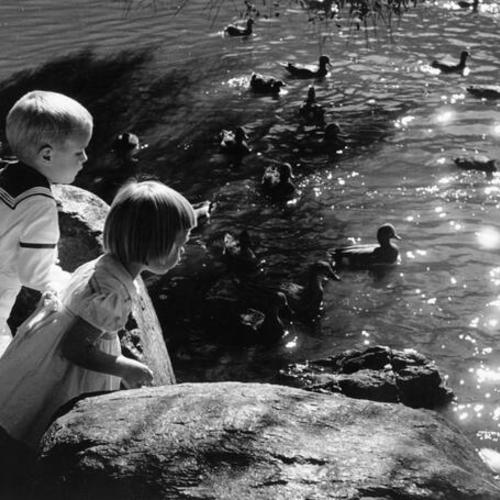 [Two children watching ducks at Stow Lake in Golden Gate Park]