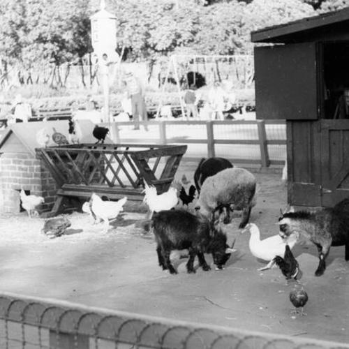 [Barnyard animals at Children's Playground in Golden Gate Park]