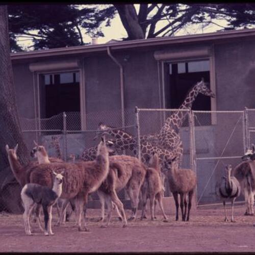 llamas, giraffes, and ostrich at San Francisco Zoo