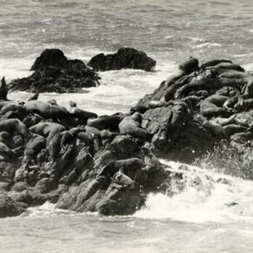 [Seals sun bathing on Seal Rocks ]