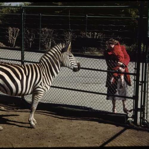 Zebra exhibit at San Francisco Zoo