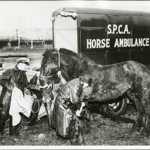 C.A. horse ambulance]