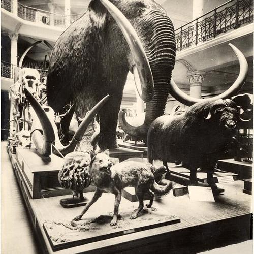 [Interior of California Academy of Sciences at Market street before the 1906 fire]