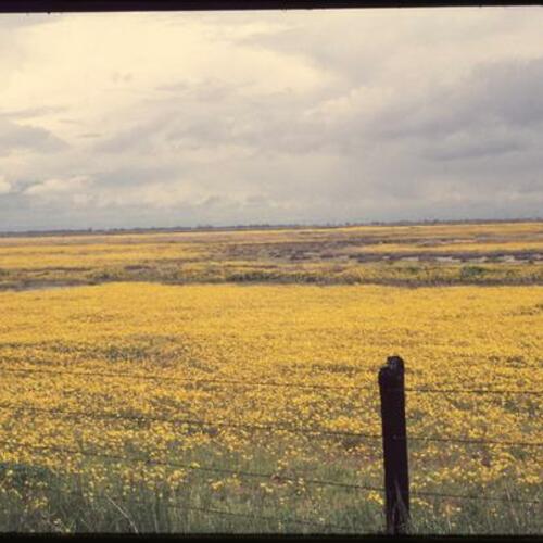 Open field with yellow flowers