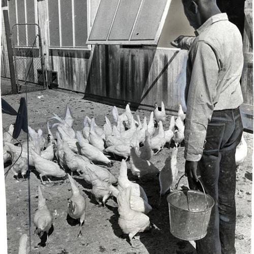 [Feeding chickens at Log Cabin Ranch correctional center]