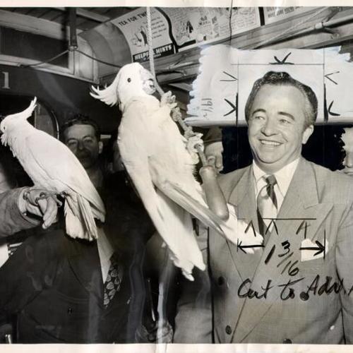 [Al Williams with his parrot Cookie on a California Street cable car]