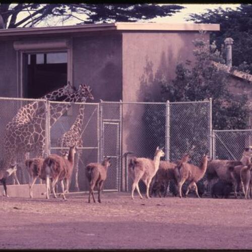 llamas, giraffes, and pigs at San Francisco Zoo