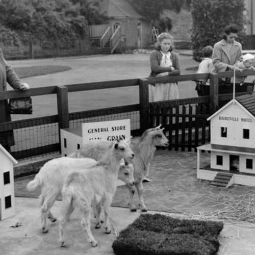[Goats invade "Rabbitville" at Children's Playground in Golden Gate Park]