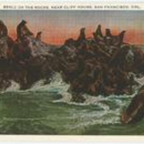 [Seals on the rocks, near Cliff House, San Francisco, Cal.]