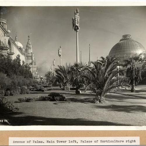 Avenue of Palms. Main Tower left, Palace of Horticulture right